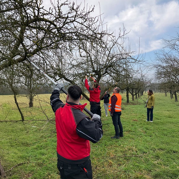 Group of people cutting branches from trees in a meadow; in the background is a woman with a branch.