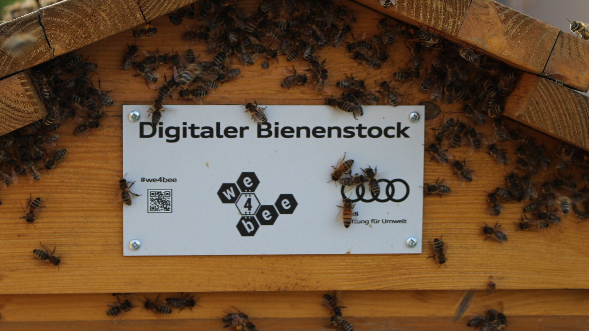 Bienenvolk sammelt sich an einem Bienenstock
