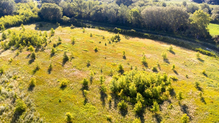 Aerial view of the oak forest