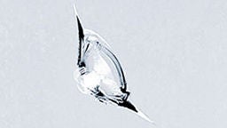 256x144_Effleurure.jpg