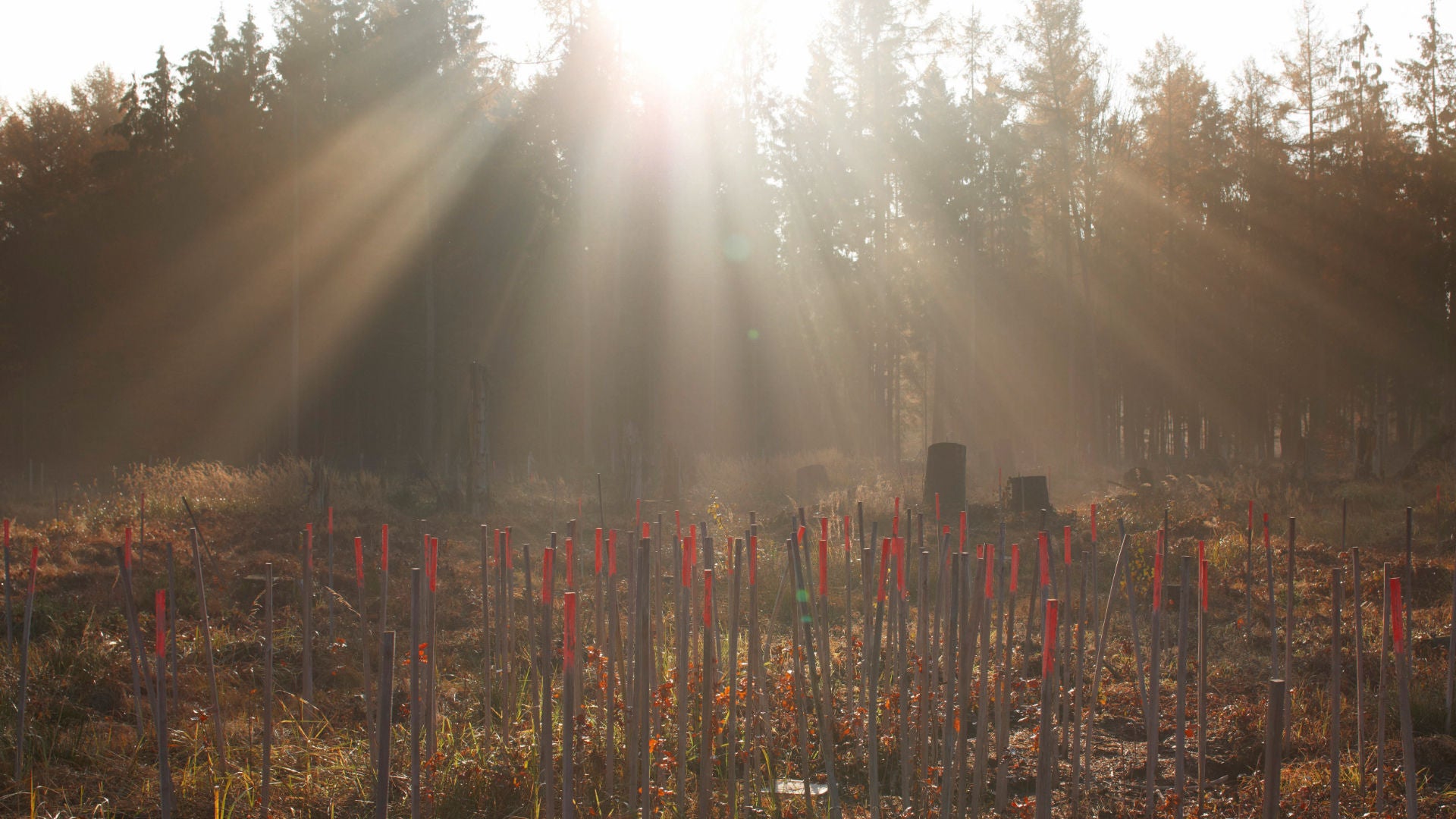 Sunlight shines through the treetops