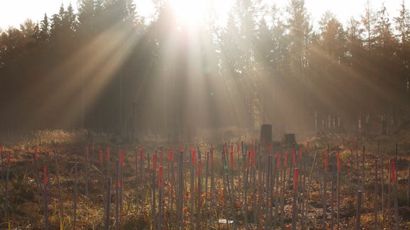 Sticks stuck in the ground as markers