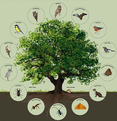 Grafik für Lebensraum der Eiche