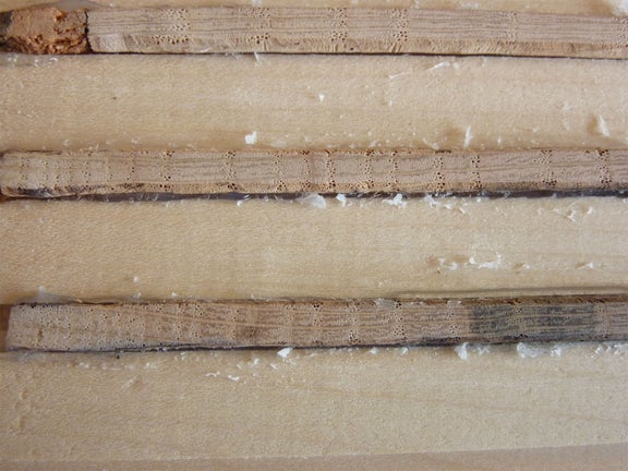 Bohrkerne nach der Zuwachsbohrung