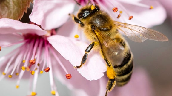 Biene auf einer Blüte