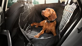 Brauner Hund liegt auf Rücksitzschutzdecke im Auto und schaut aufmerksam nach oben.