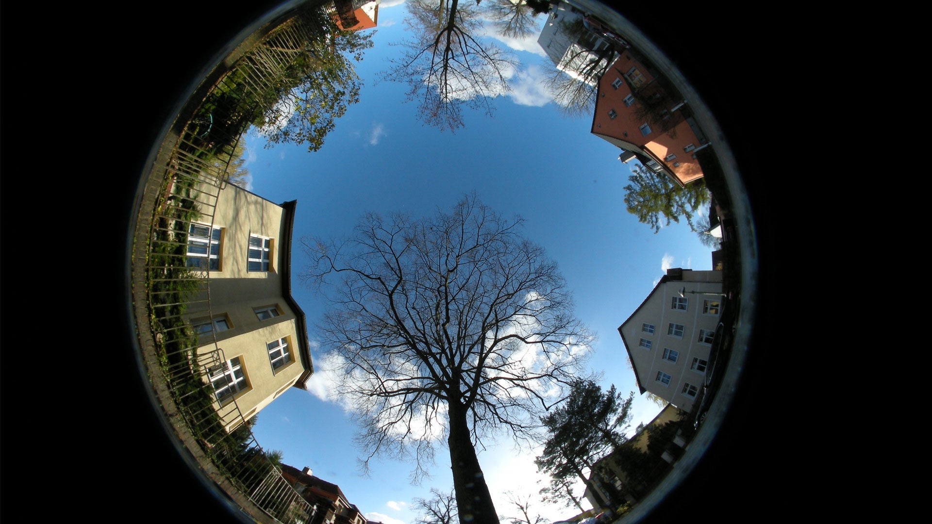 Frog's-eye view of buildings and trees