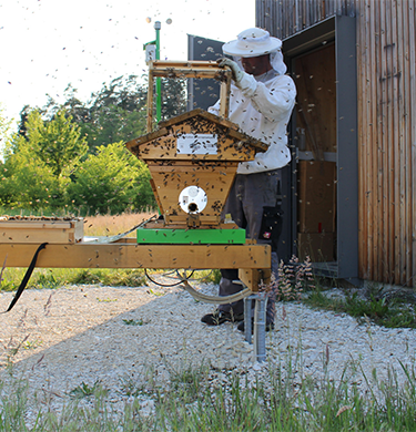 Imker beim „Einschlagen“ des Bienenschwarms