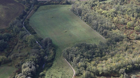 Forest from above