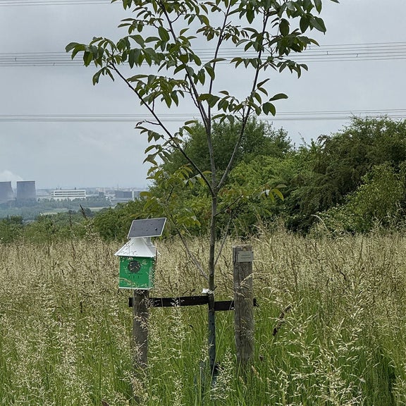 A green and white listening box with a solar panel is mounted on a young tree in an open meadow.