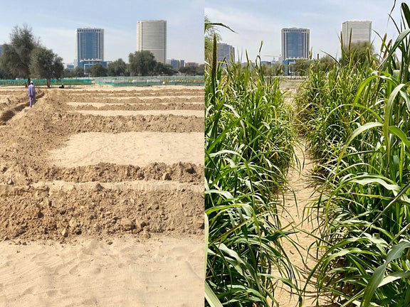 Sandy soil opposite planted area