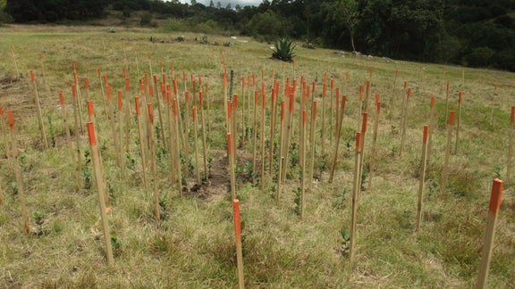 Sticks as markers in the ground