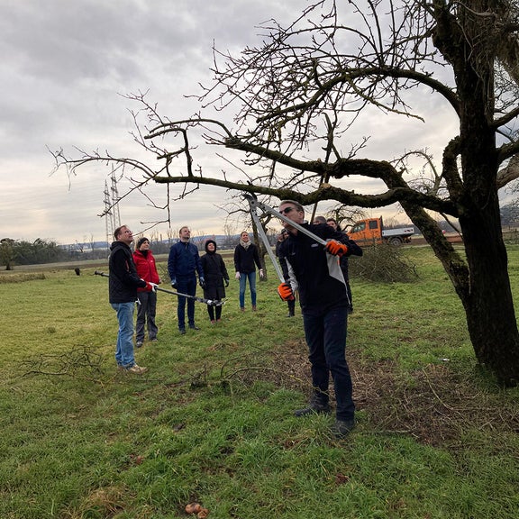 Several people using loppers to cut branches from a bare tree in an orchard in winter.