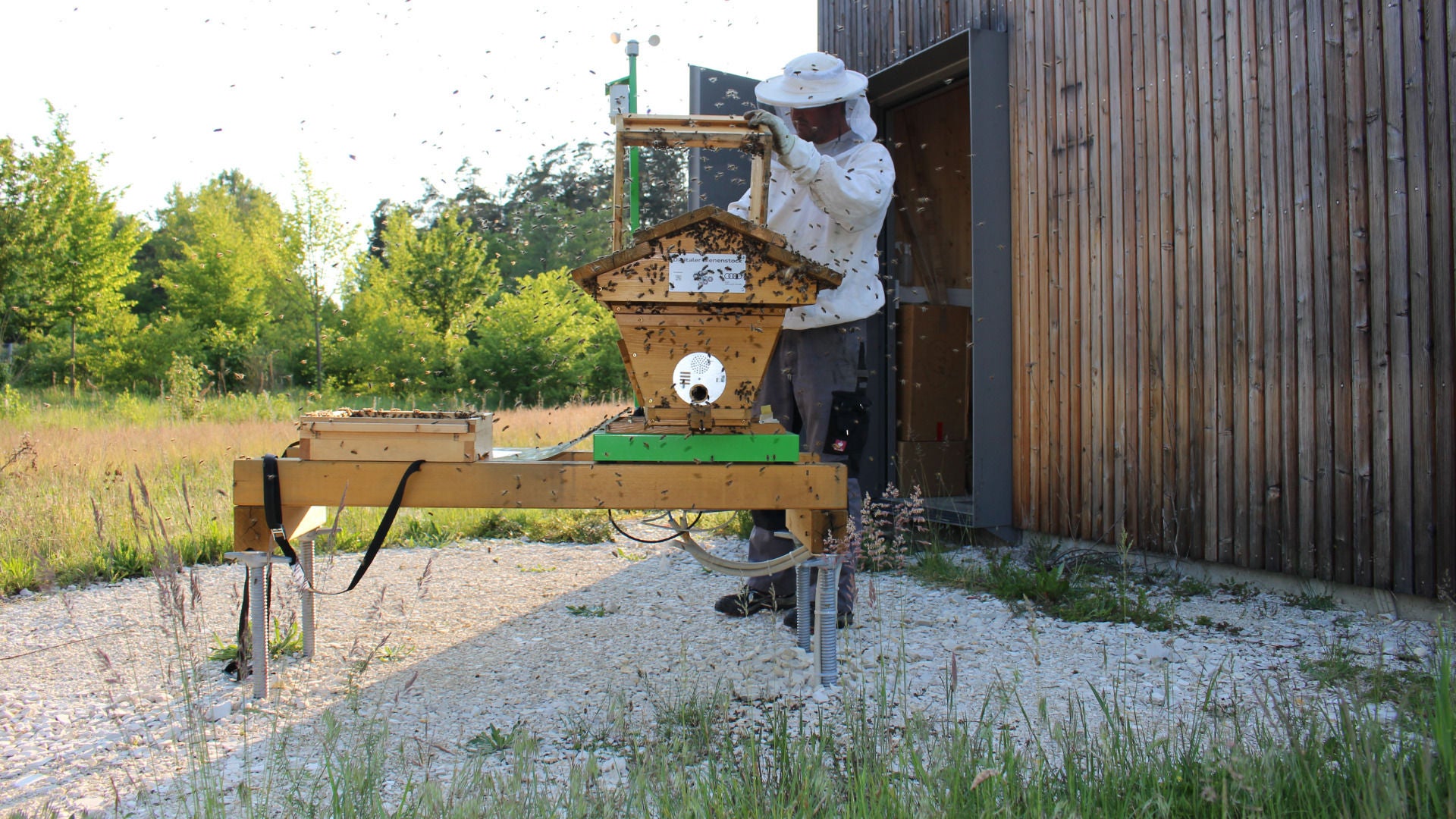 Imker entnimmt eine Wabe aus einem Bienenstock