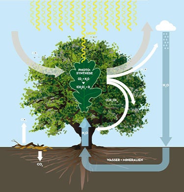 Grafik des CO2-Kreislaufs im Wald