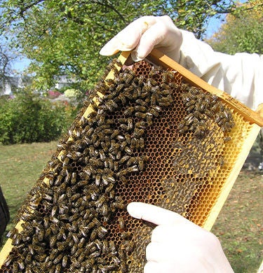 Bienen sitzen auf einer Bienenwabe