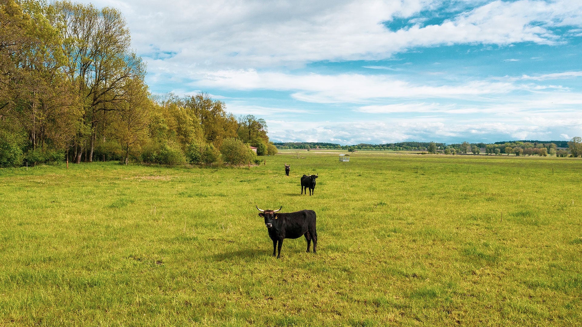 Kühe auf einer Weide