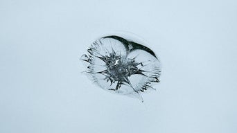 Nahaufnahme eines Steinschlags mit stark zersplittertem Einschlagmuster in der Windschutzscheibe.