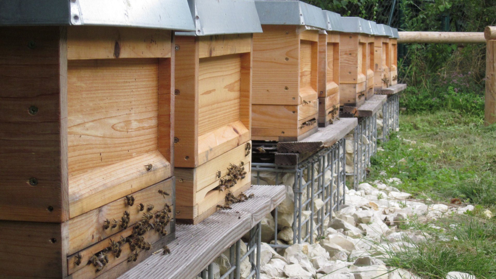 Bee colonies on beehives