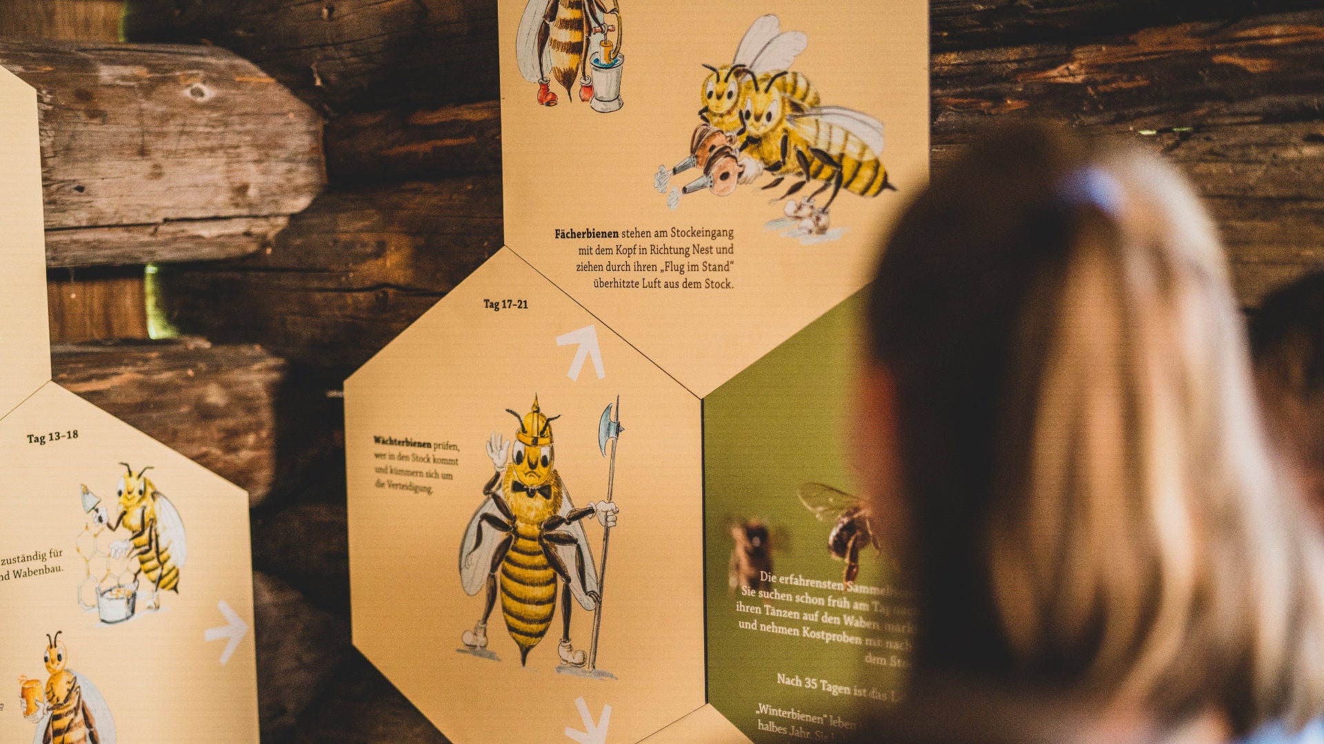 A girl looks at a wall with information about bees
