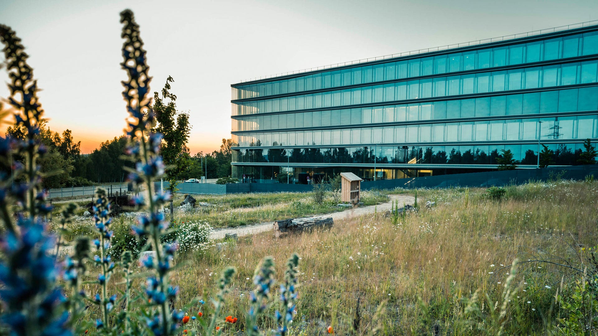 Modernes Bürogebäude mit Glasfassade, umgeben von Wildblumen und Wiesenpflanzen bei Sonnenuntergang.