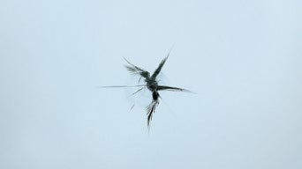 Nahaufnahme eines sternförmigen Steinschlags mit feinen Rissen in der Windschutzscheibe.