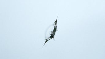 Nahaufnahme eines länglichen Steinschlags mit seitlichen Rissstrukturen in der Windschutzscheibe.