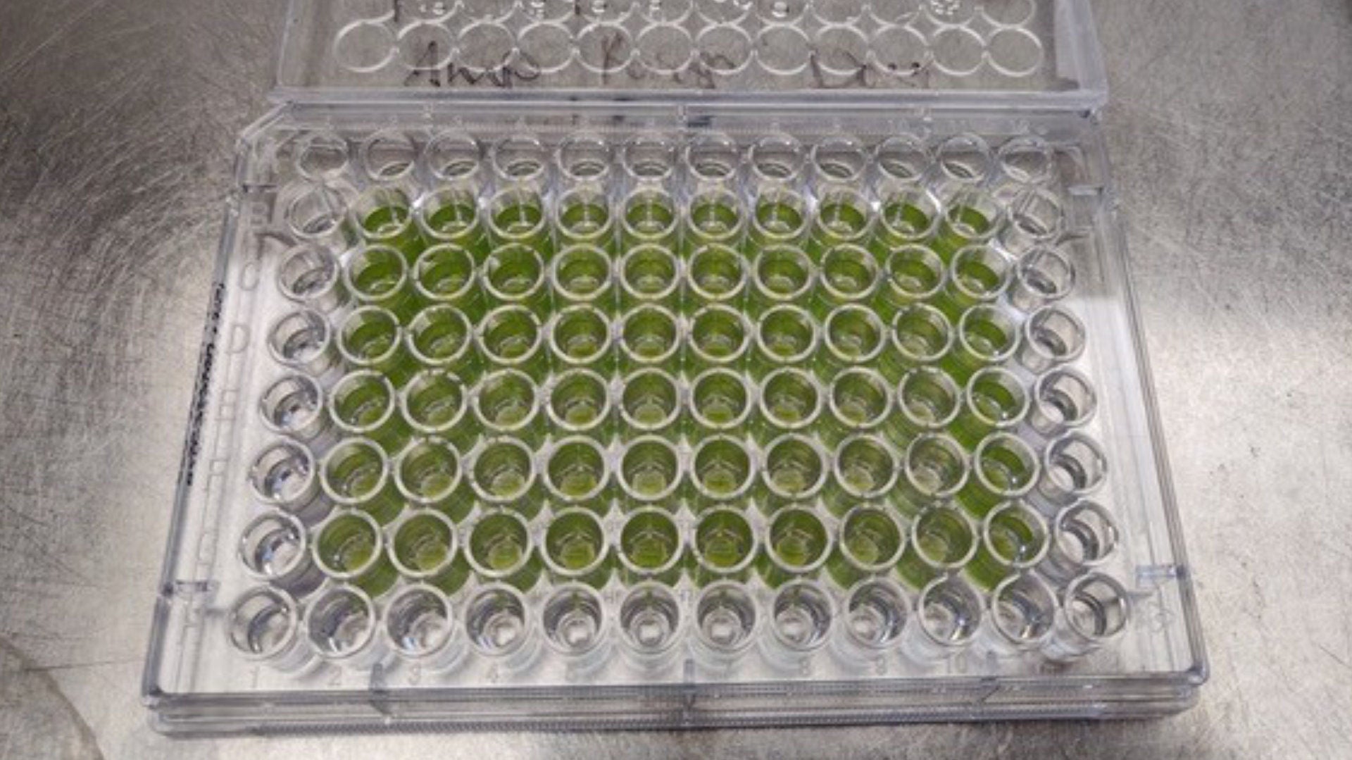 Mikroalgen im Reagenzglas