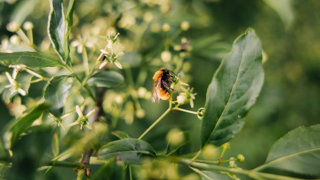 A bee pollinates a flower on the Audi factory premises in Münchsmünster. 