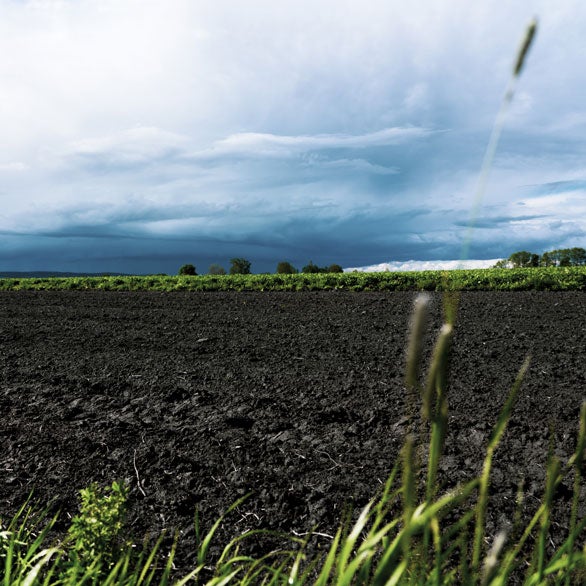 Aufnahme eines Feldes mit Gräsern