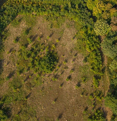 Forest from above