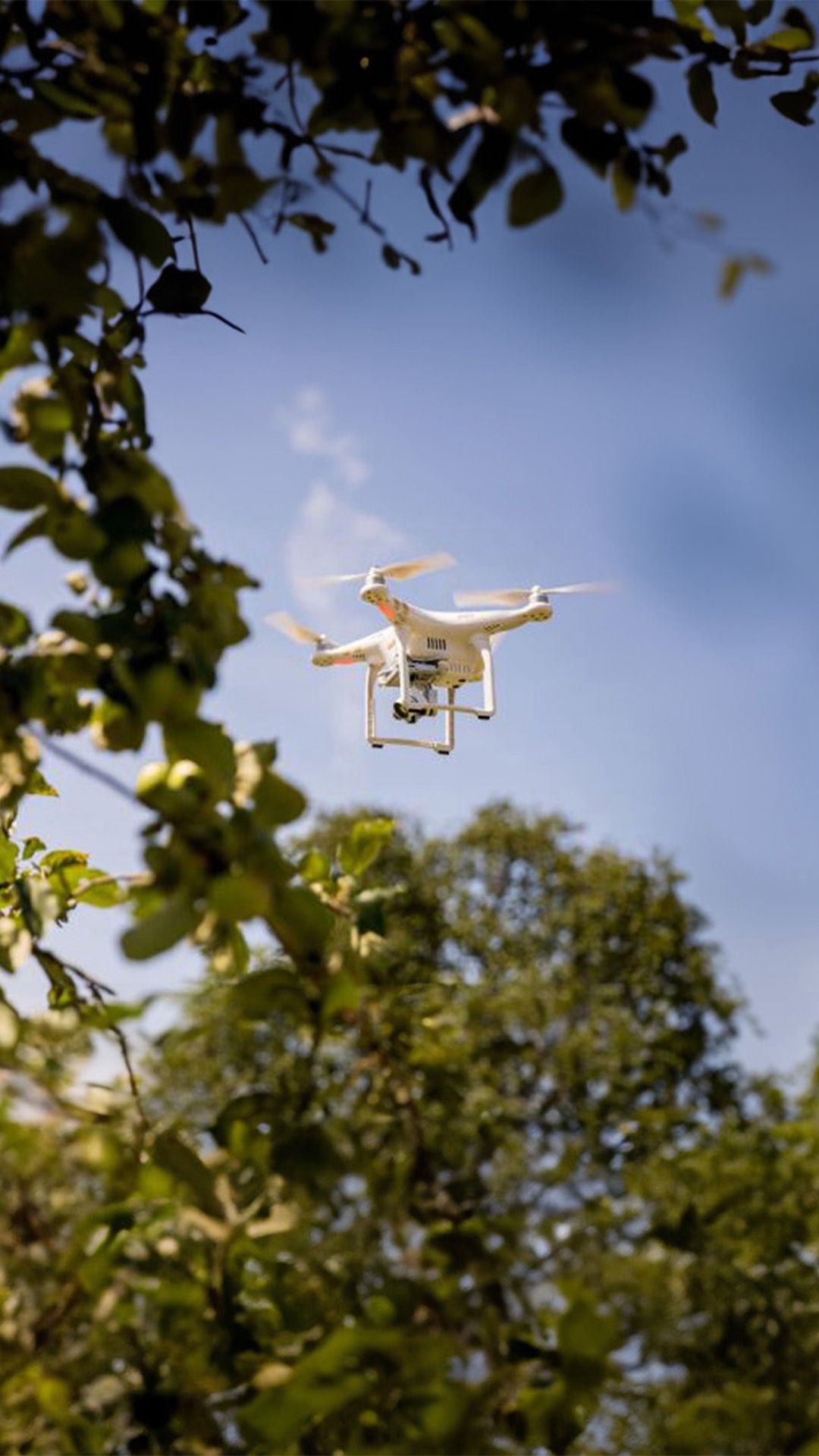 Drone in den Baumkronen