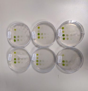 Test dishes with algae samples