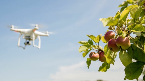 A drone flies over a meadow orchard.
