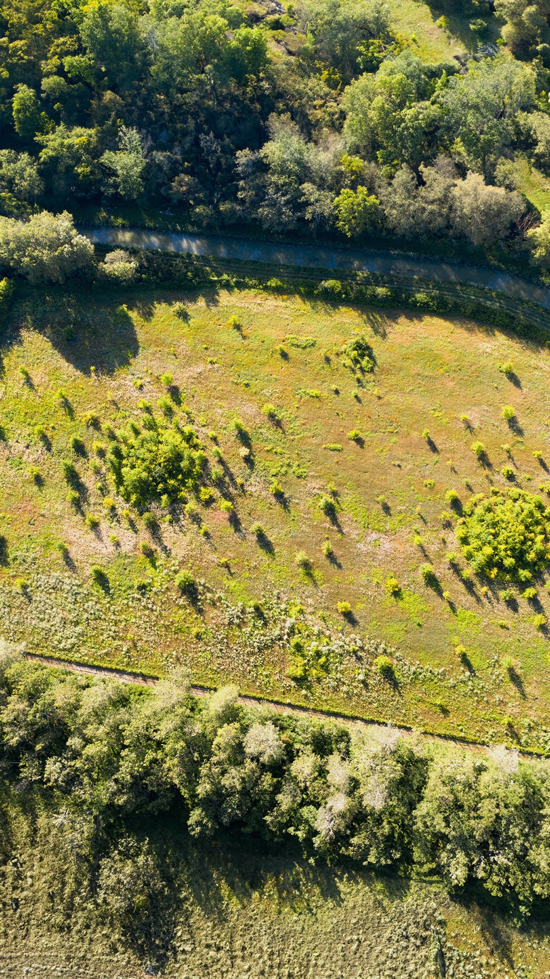 Drohnenaufnahme vom Eichenwald