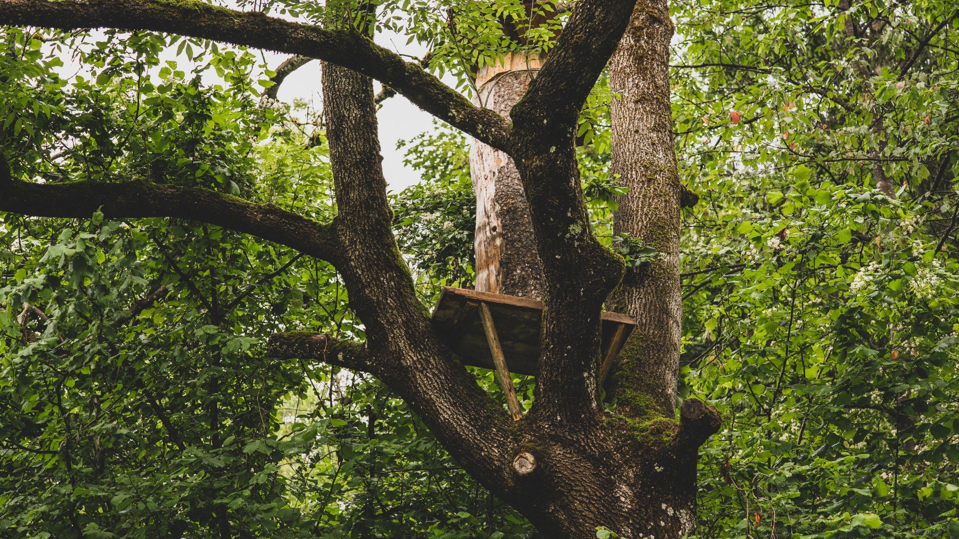 A board in a large tree
