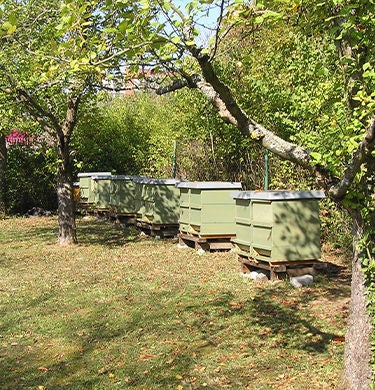 Bienenstöcke zwischen Bäumen