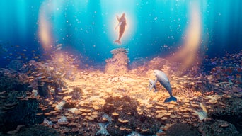 Ein Zeichentrick-Bild mit einem Delfin, der im Wasser langsam nach oben stegt.