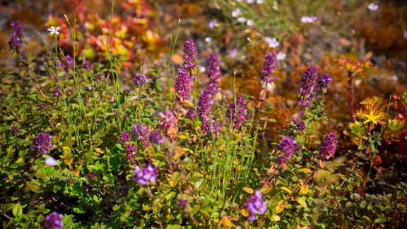 Bunte Wildblumen im Freien