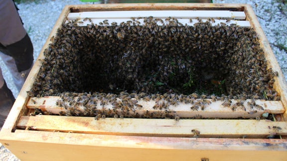 Eingefangener Bienenschwarm in einer Transportbox