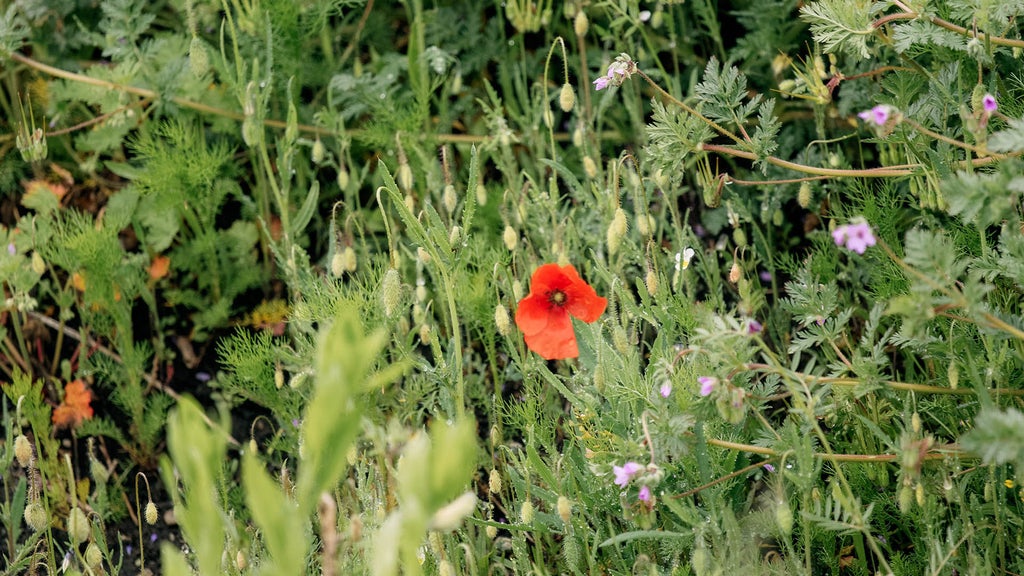 Red poppies blooming in a meadow. 