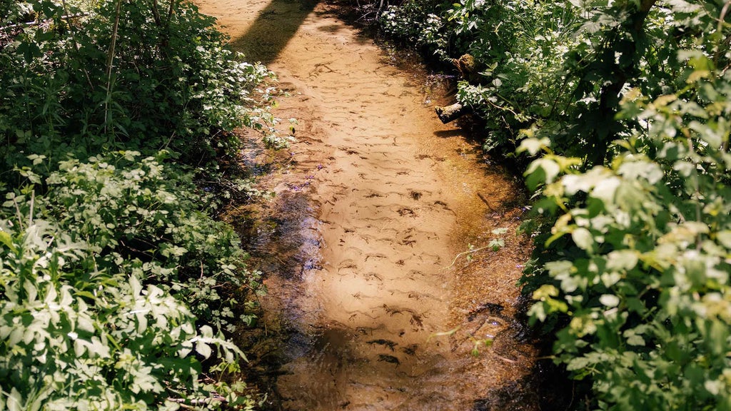 A stream with densely overgrown banks on the factory premises. 