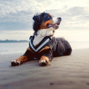 Foto de una correa para perros de los Accesorios Originales Audi. 