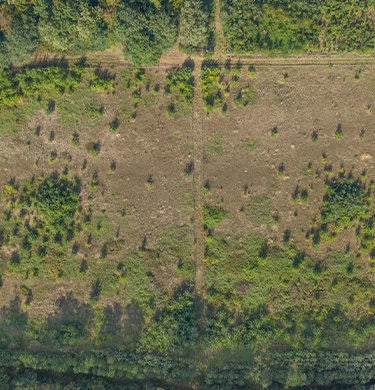 Forest area from above