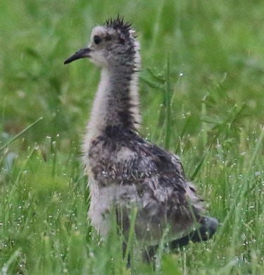 Brachvogelküken auf einer Wiese