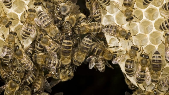 Bienenvolk auf Honigwabe