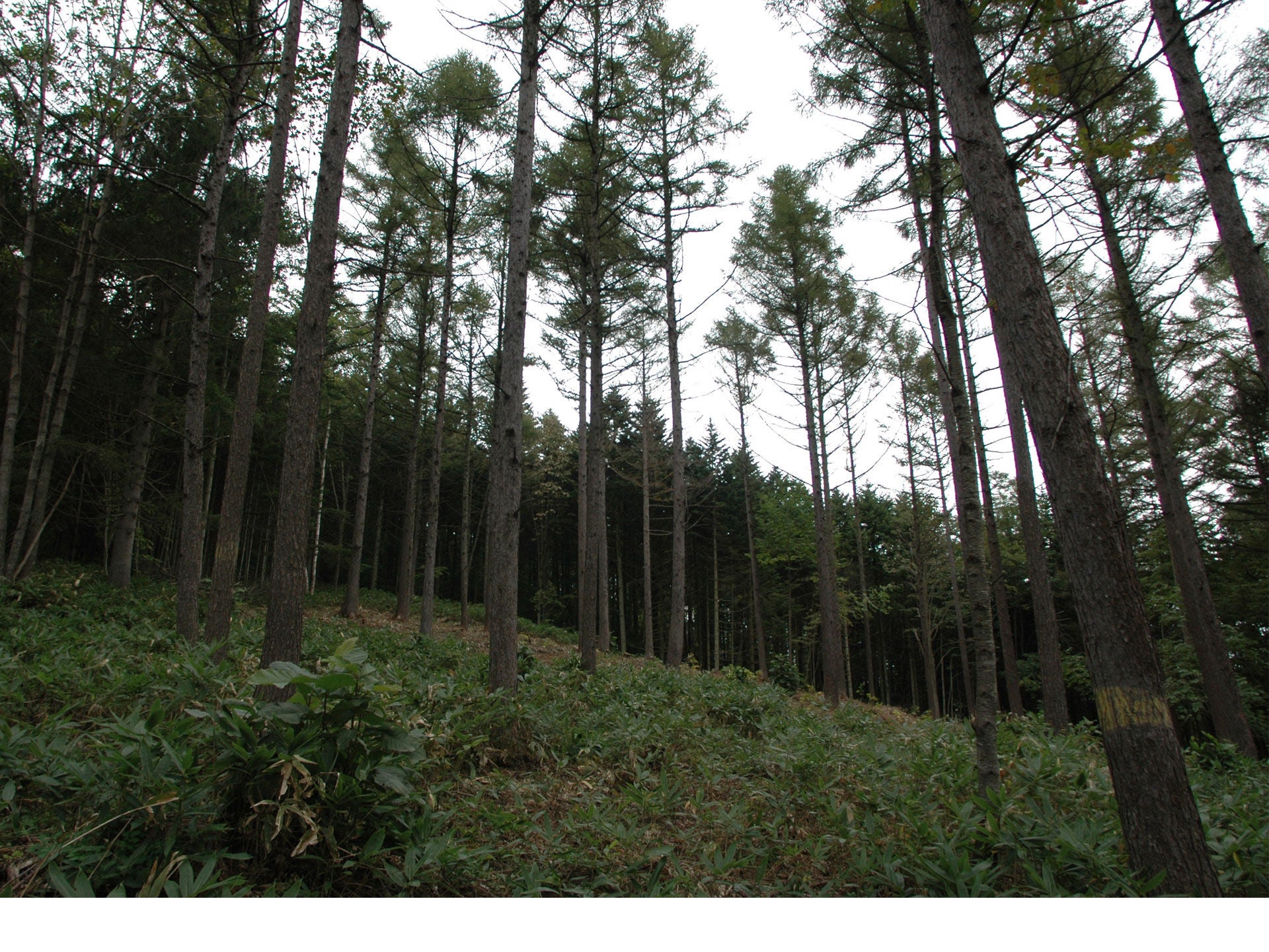 Sapporo in der borealen Zone