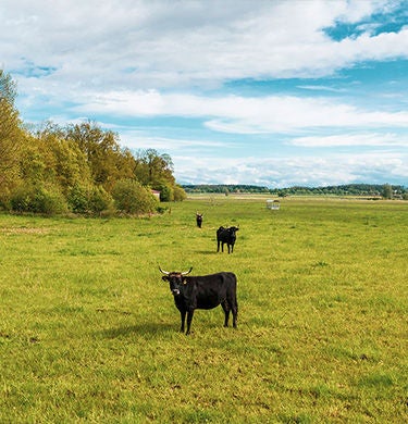 Cows on the pasture