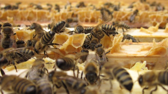 Bees are clustering on a honeycomb