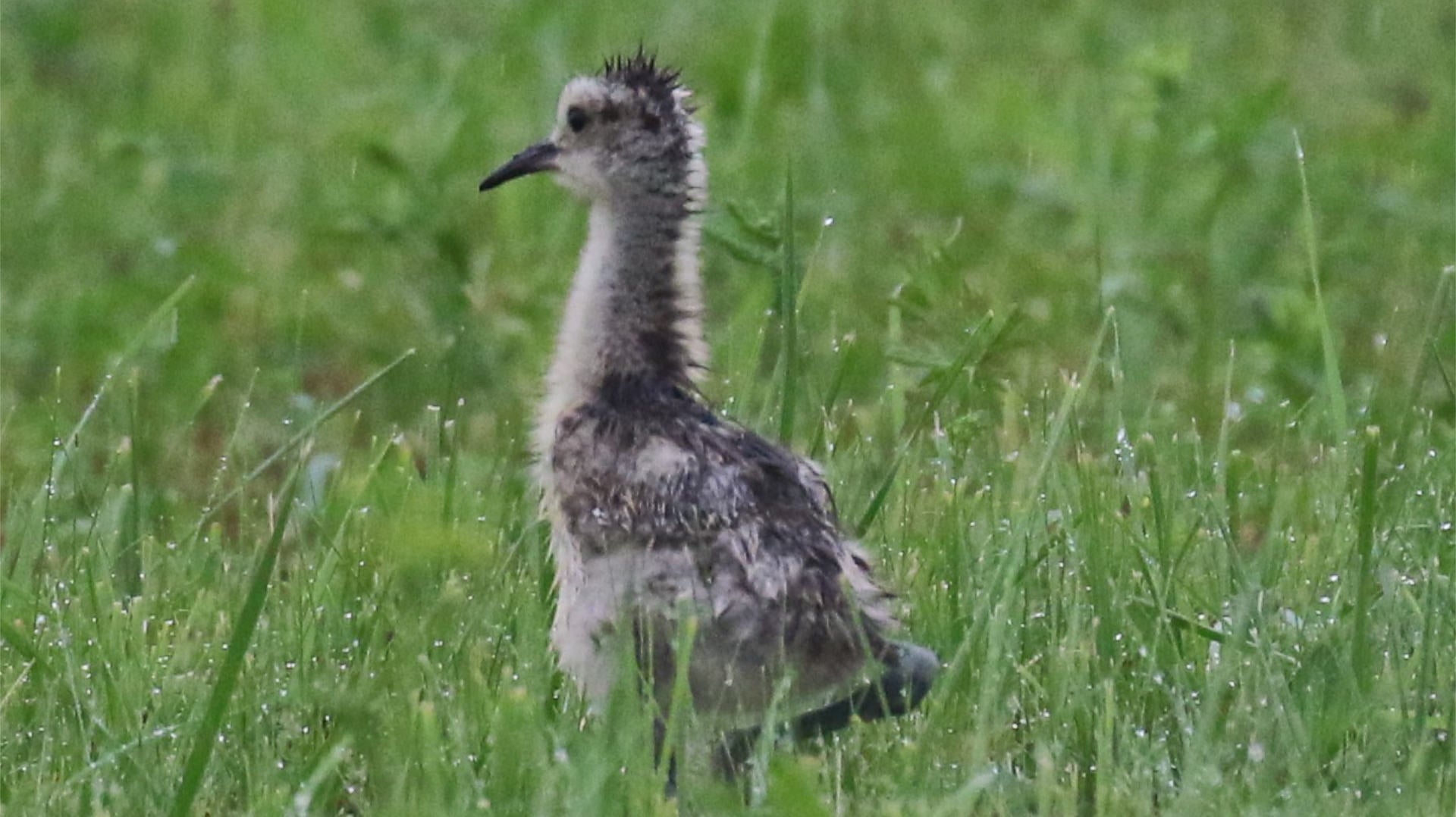 Küken auf einer Wiese